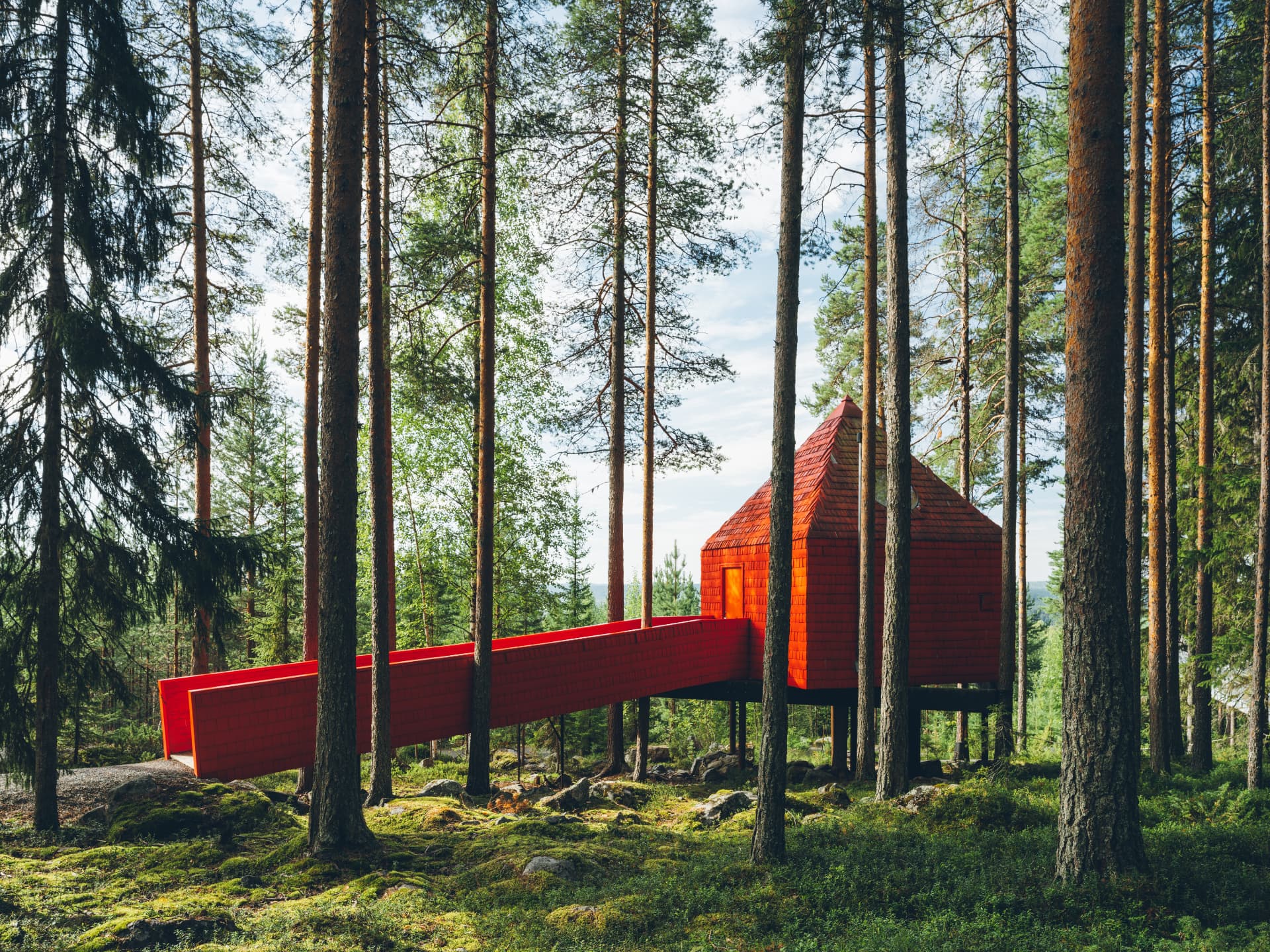 Blue Cone bland tallarna på Treehotel